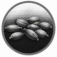 Graines de Cardamome
