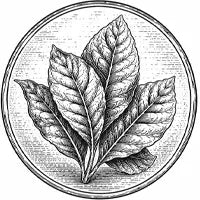 Parfum feuille de tabac