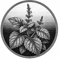 Bougie parfum patchouli