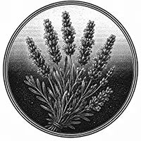 Bougie parfumée lavande