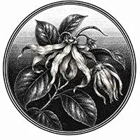 Bougie parfum Ylang-Ylang